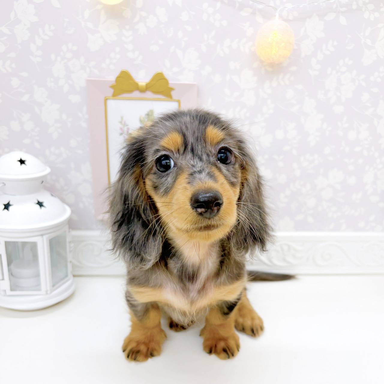 富山県のミニチュアダックスフンド(ロング) (犬の家＆猫の里富山店/2026年7月27日生まれ/女の子/シルバーダップル)の子犬の4枚目の画像