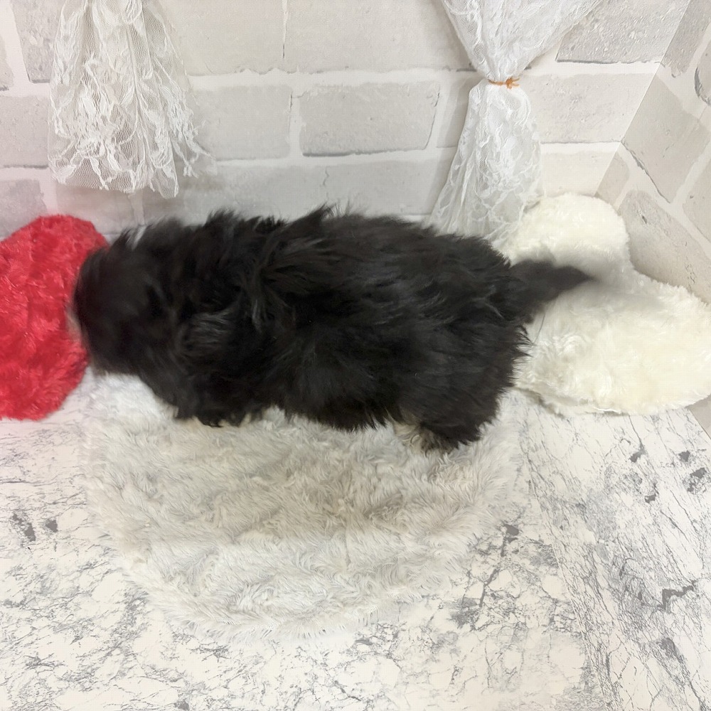 京都府のマルックス(マルチーズ×ダックス) (犬の家＆猫の里京都精華店/2026年7月28日生まれ/男の子/ブラッククリーム)の子犬の4枚目の画像
