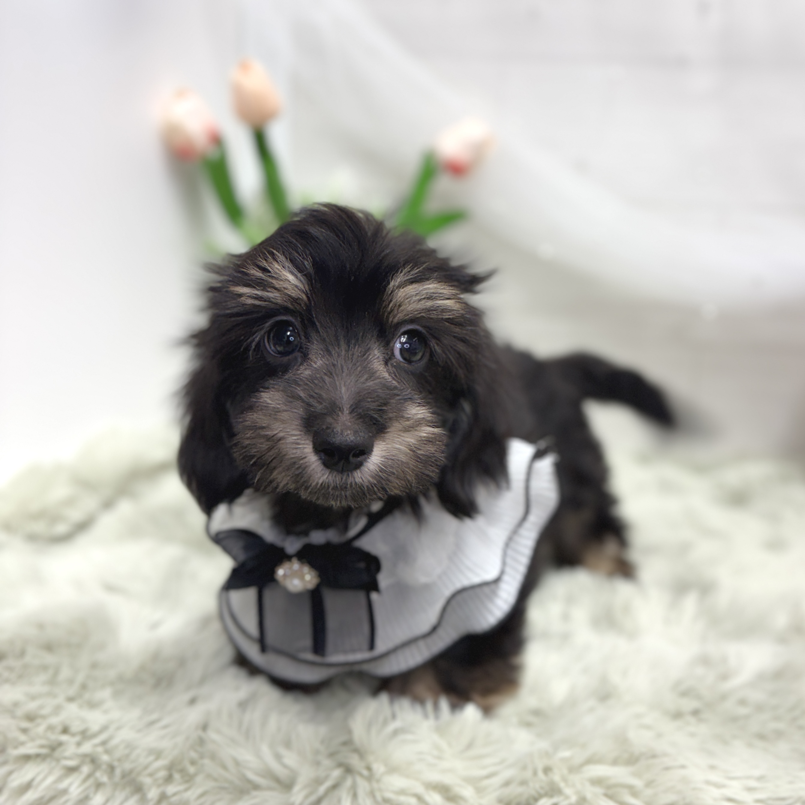 神奈川県のマルックス(マルチーズ×ダックス) (犬の家＆猫の里相模原店/2026年7月28日生まれ/男の子/ブラッククリーム)の子犬の4枚目の画像