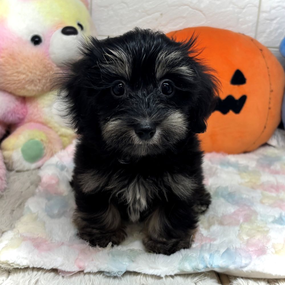兵庫県のマルックス(マルチーズ×ダックス) (犬の家＆猫の里ゆめタウン姫路店/2026年7月28日生まれ/女の子/ブラッククリーム)の子犬の4枚目の画像
