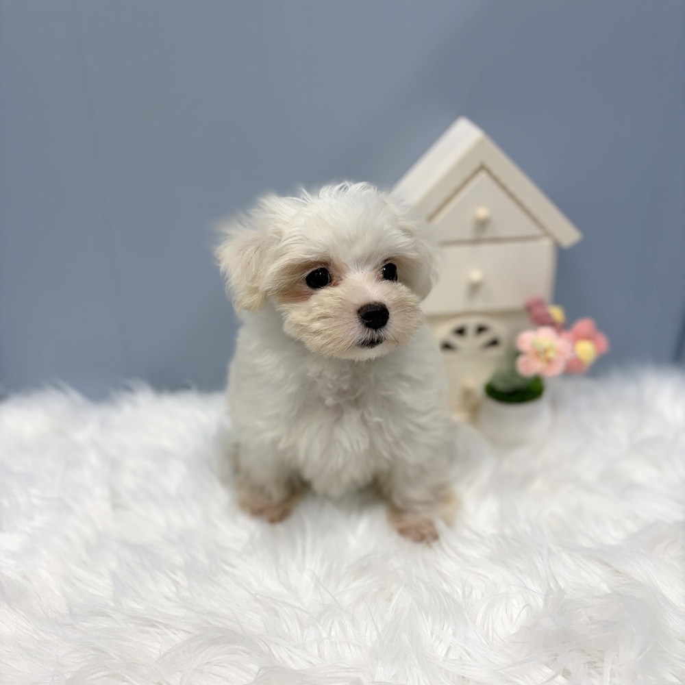 愛知県のマルチーズ (犬の家＆猫の里岡崎店/2026年7月28日生まれ/女の子/ホワイト)の子犬の4枚目の画像