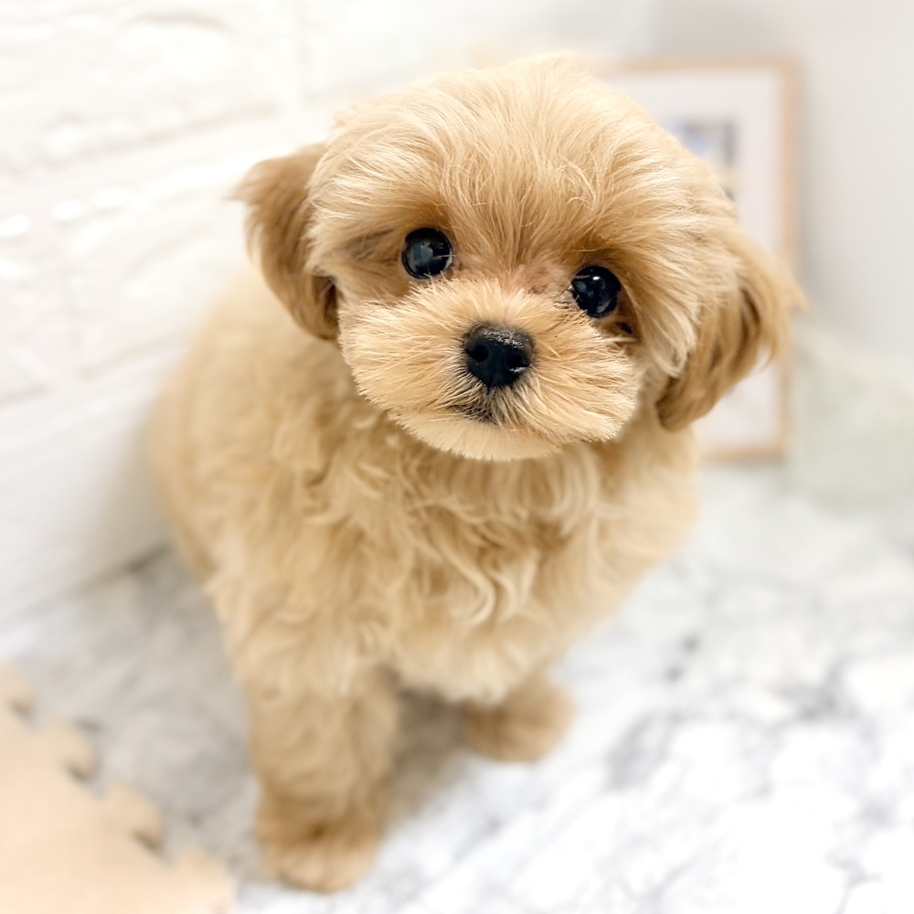 愛知県のマルプー(マルチーズ×プードル) (犬の家＆猫の里豊田店/2026年7月30日生まれ/男の子/アプリコット)の子犬の4枚目の画像