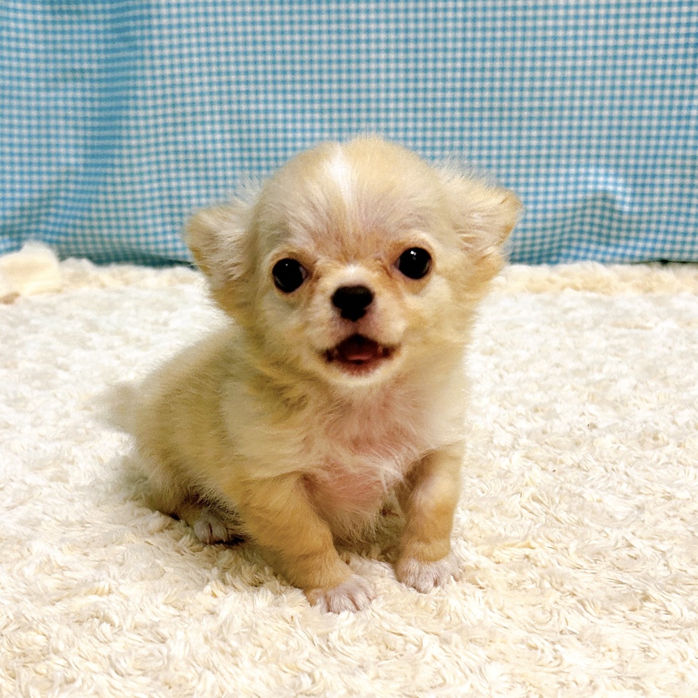 愛知県のチワワ(ロング) (犬の家＆猫の里一宮店/2026年7月30日生まれ/女の子/クリームホワイト)の子犬の4枚目の画像