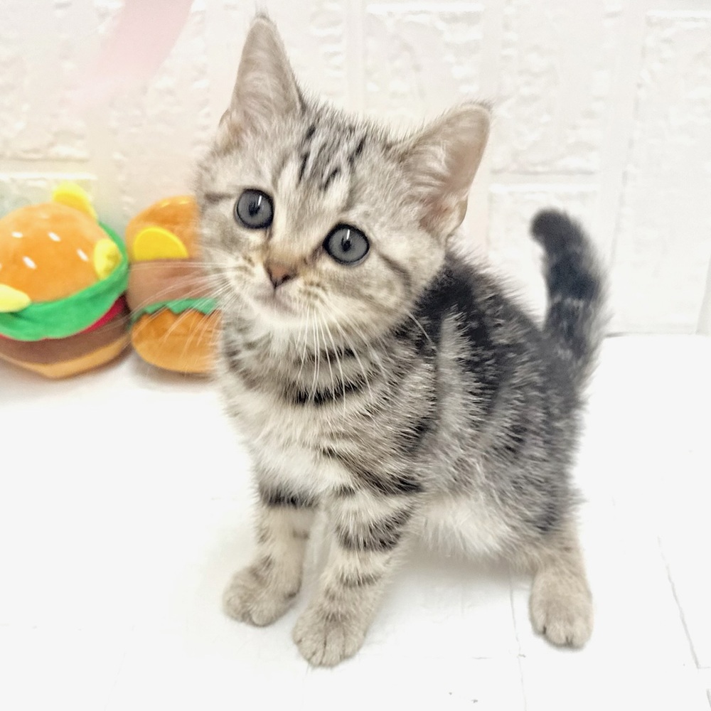 愛知県のアメリカンショートヘアー (犬の家＆猫の里豊川インター店/2026年7月27日生まれ/男の子/シルバータビー)の子猫の4枚目の画像