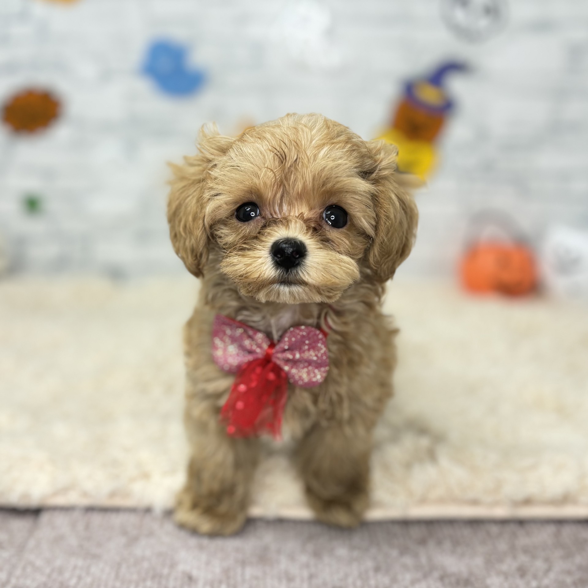 ハーフ犬男の子の写真