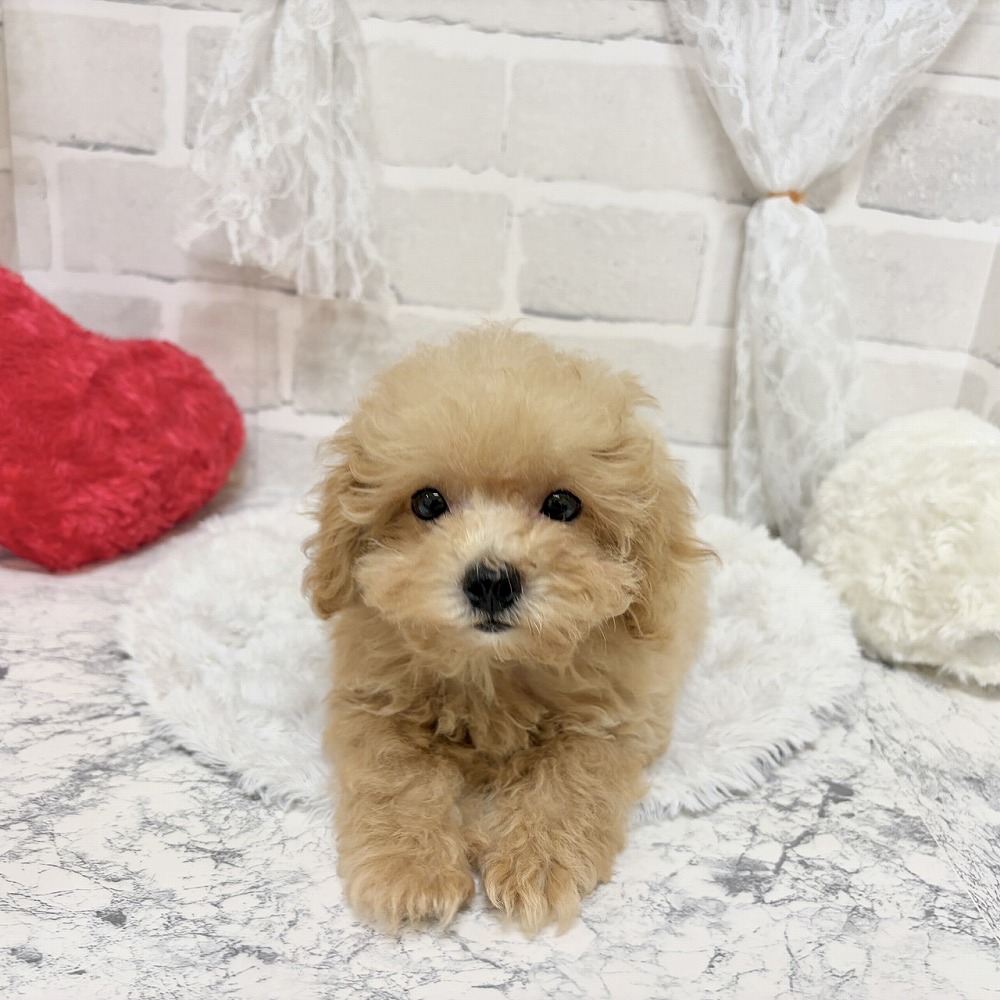 京都府のマルプー(マルチーズ×プードル) (犬の家＆猫の里京都精華店/2026年7月30日生まれ/男の子/アプリコット)の子犬の4枚目の画像