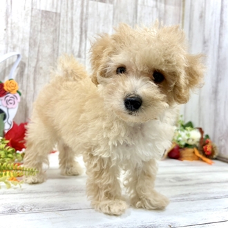 神奈川県のマルプー(マルチーズ×プードル) (犬の家＆猫の里小田原店/2026年7月30日生まれ/男の子/アプリコット)の子犬の4枚目の画像