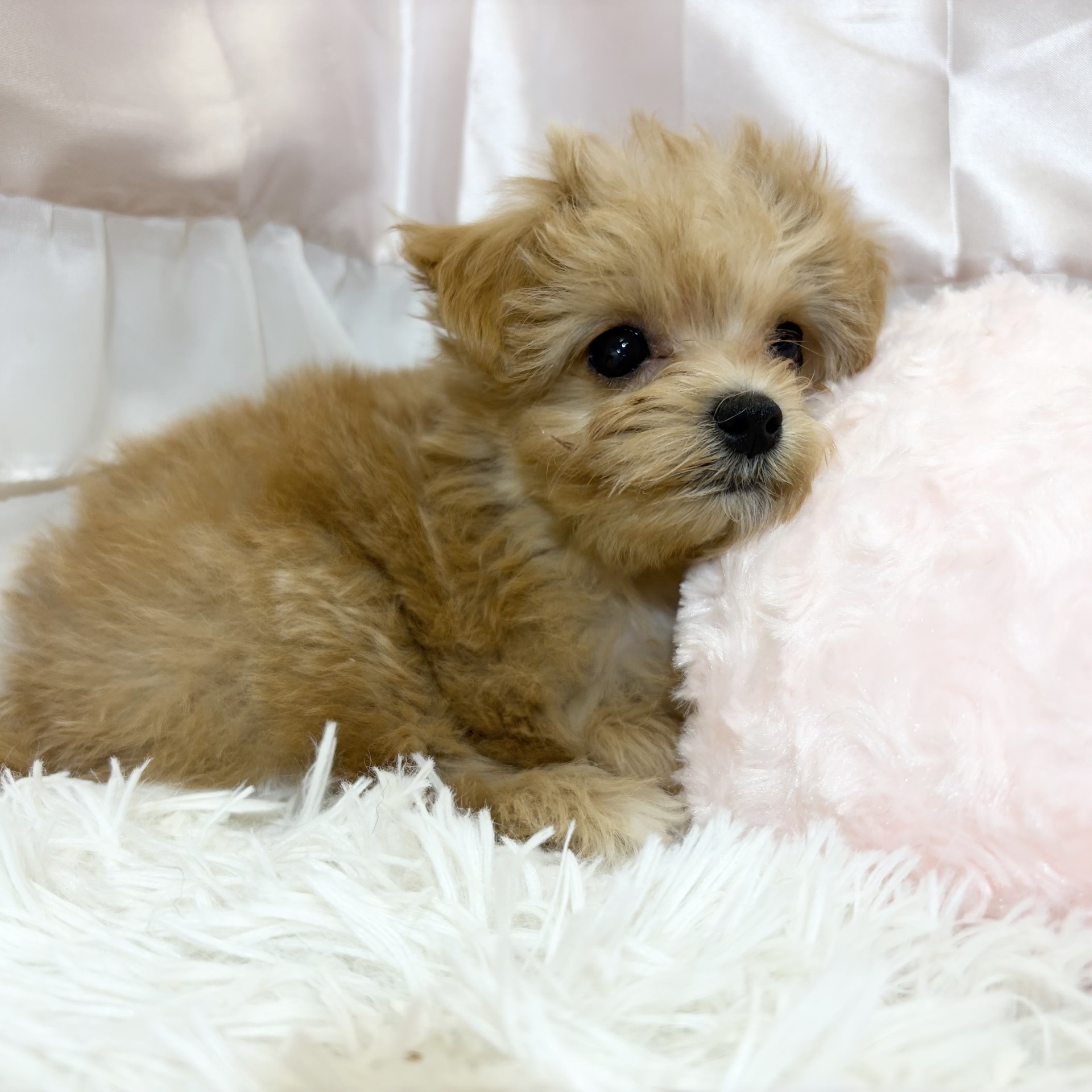 兵庫県のマルプー(マルチーズ×プードル) (犬の家＆猫の里カナート西神戸店/2026年8月2日生まれ/女の子/アプリコット)の子犬の4枚目の画像