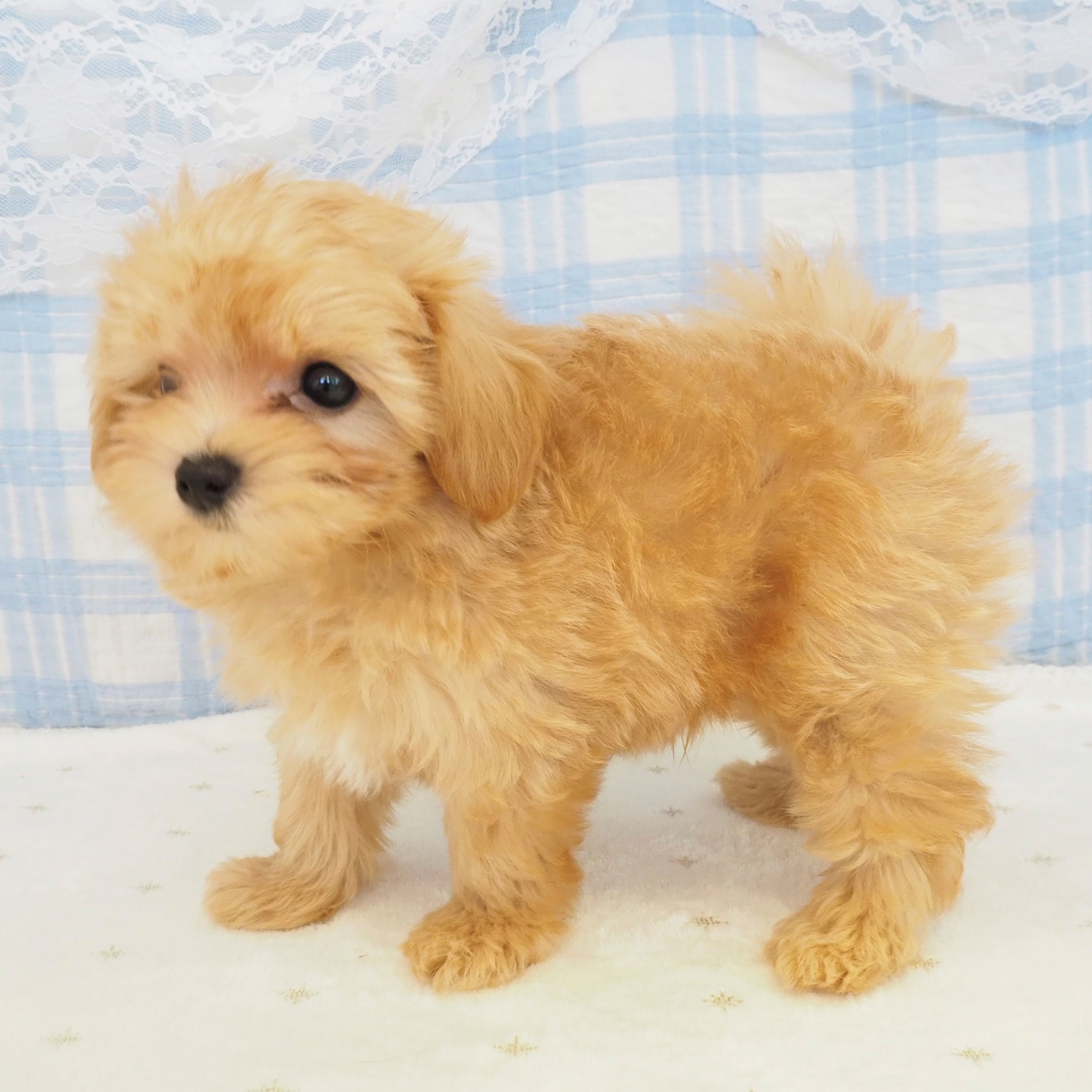 大阪府のマルプー(マルチーズ×プードル) (犬の家＆猫の里もりのみやキューズモールBASE店/2026年8月2日生まれ/男の子/アプリコット)の子犬の4枚目の画像