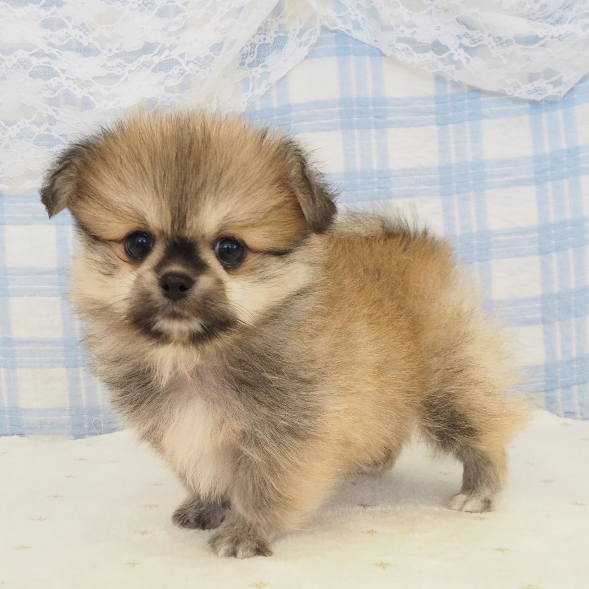大阪府のペキポメ/ポメペキ(ペキニーズ×ポメラニアン) (犬の家＆猫の里もりのみやキューズモールBASE店/2026年8月2日生まれ/男の子/フォーン)の子犬の4枚目の画像