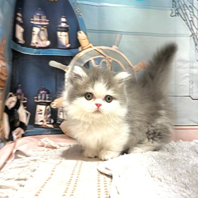 福岡県のミヌエット (犬の家＆猫の里トリアス久山店/2026年8月1日生まれ/女の子/ブルータビーホワイト)の子猫の4枚目の画像