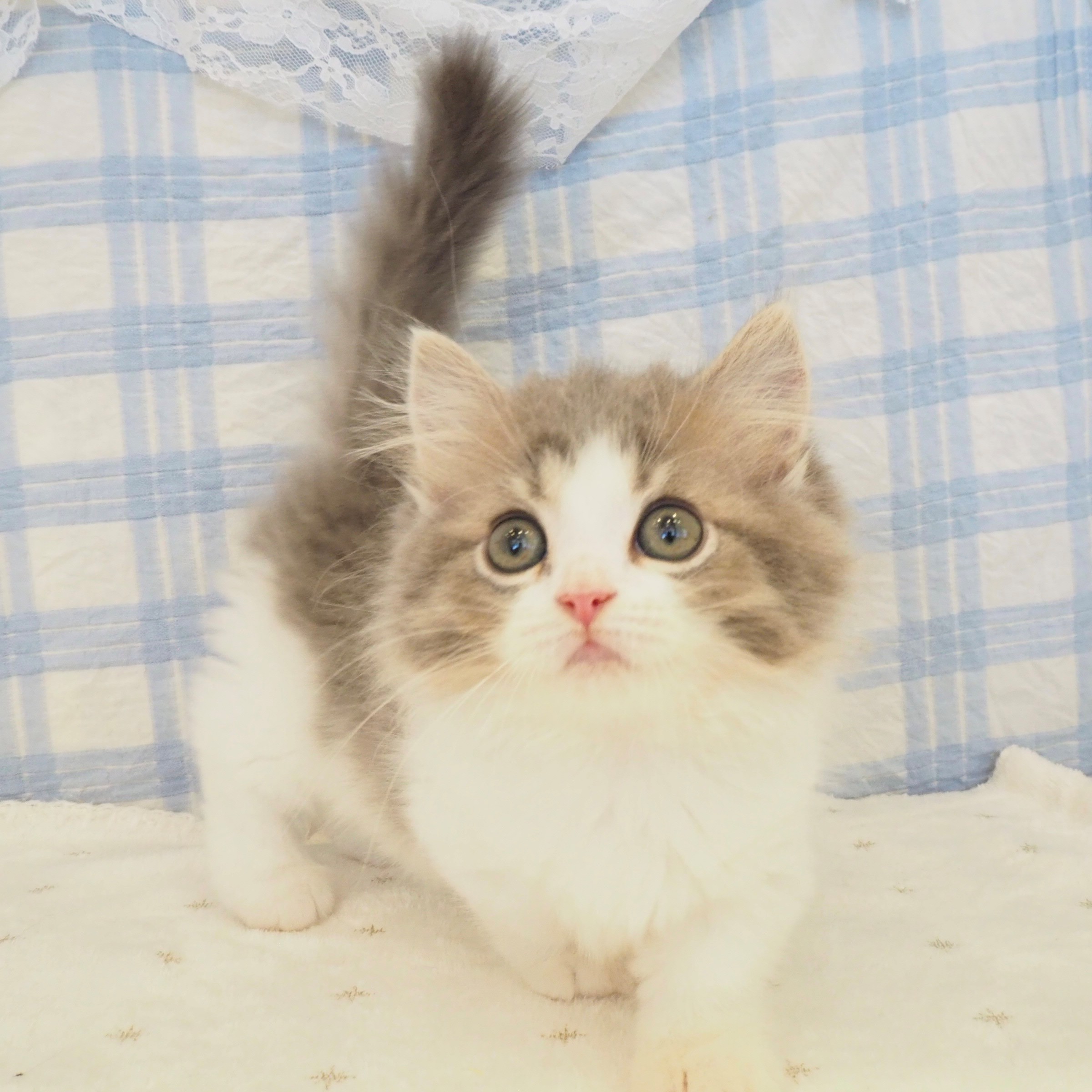 大阪府のミヌエット (犬の家＆猫の里もりのみやキューズモールBASE店/2026年7月26日生まれ/男の子/ブルータビーホワイト)の子猫の4枚目の画像