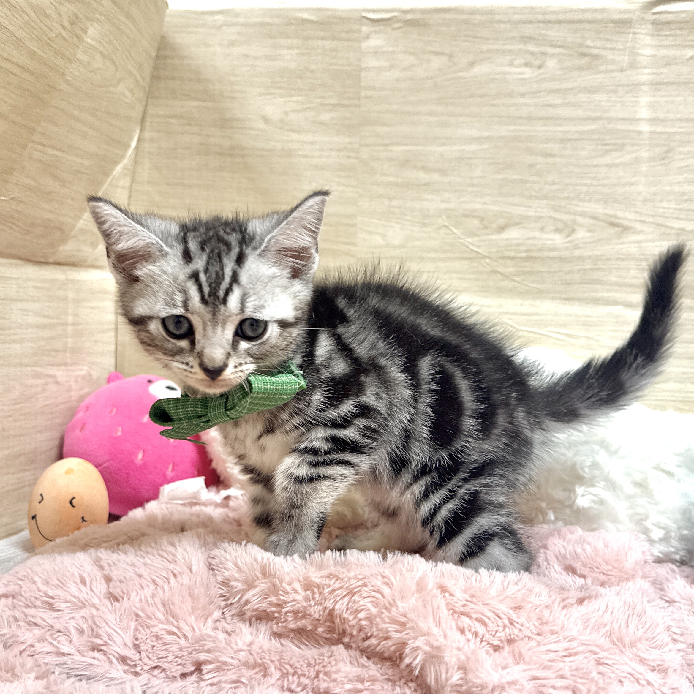 大阪府のアメリカンショートヘアー (犬の家＆猫の里そよら東岸和田店/2026年8月2日生まれ/男の子/シルバータビー)の子猫の4枚目の画像