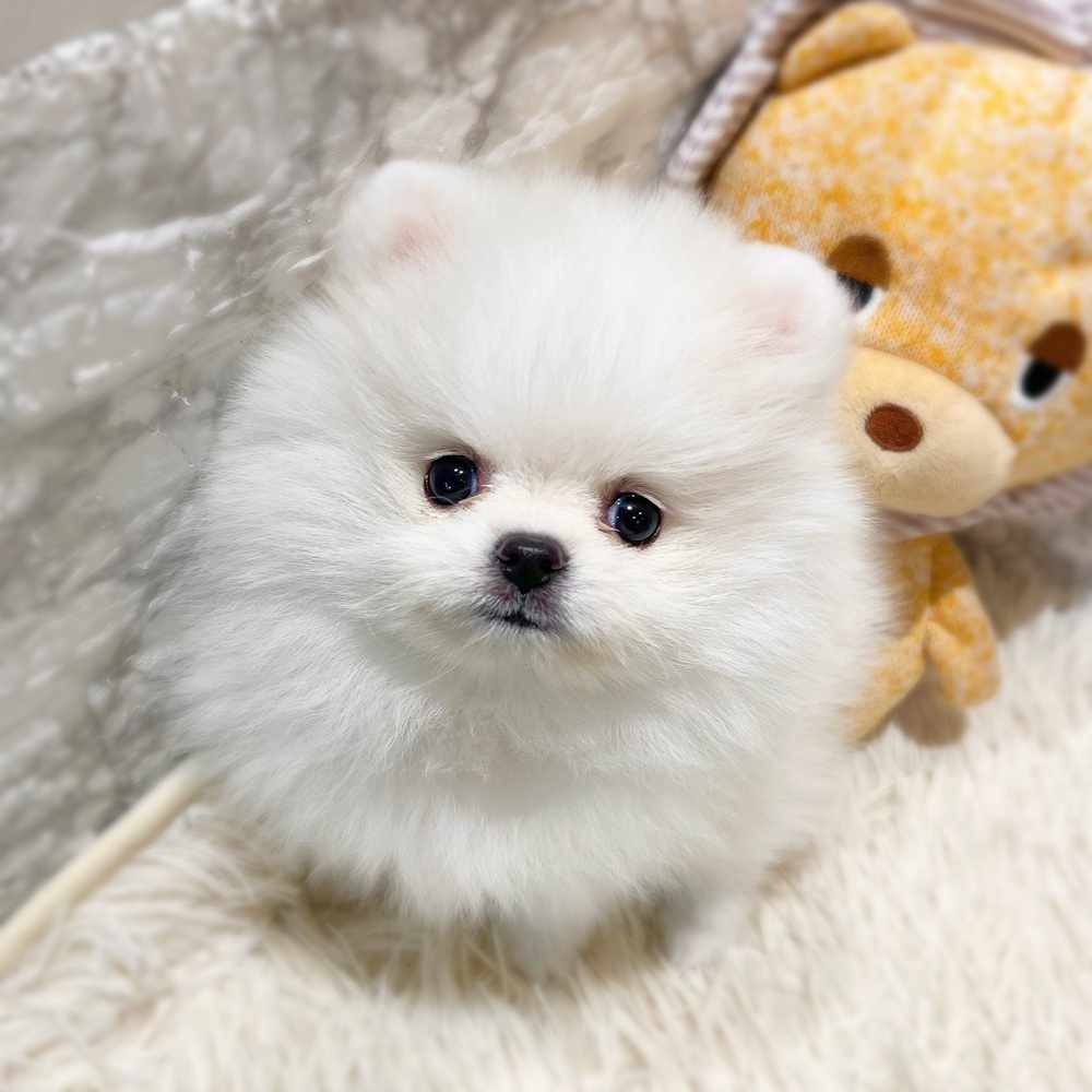 愛知県のポメラニアン (犬の家＆猫の里MiO香久山店/2026年8月1日生まれ/女の子/クリーム)の子犬の1枚目の画像