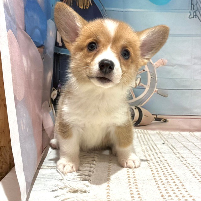 福岡県のウェルシュコーギーペンブローク (犬の家＆猫の里トリアス久山店/2026年8月2日生まれ/女の子/セーブルホワイト)の子犬の4枚目の画像