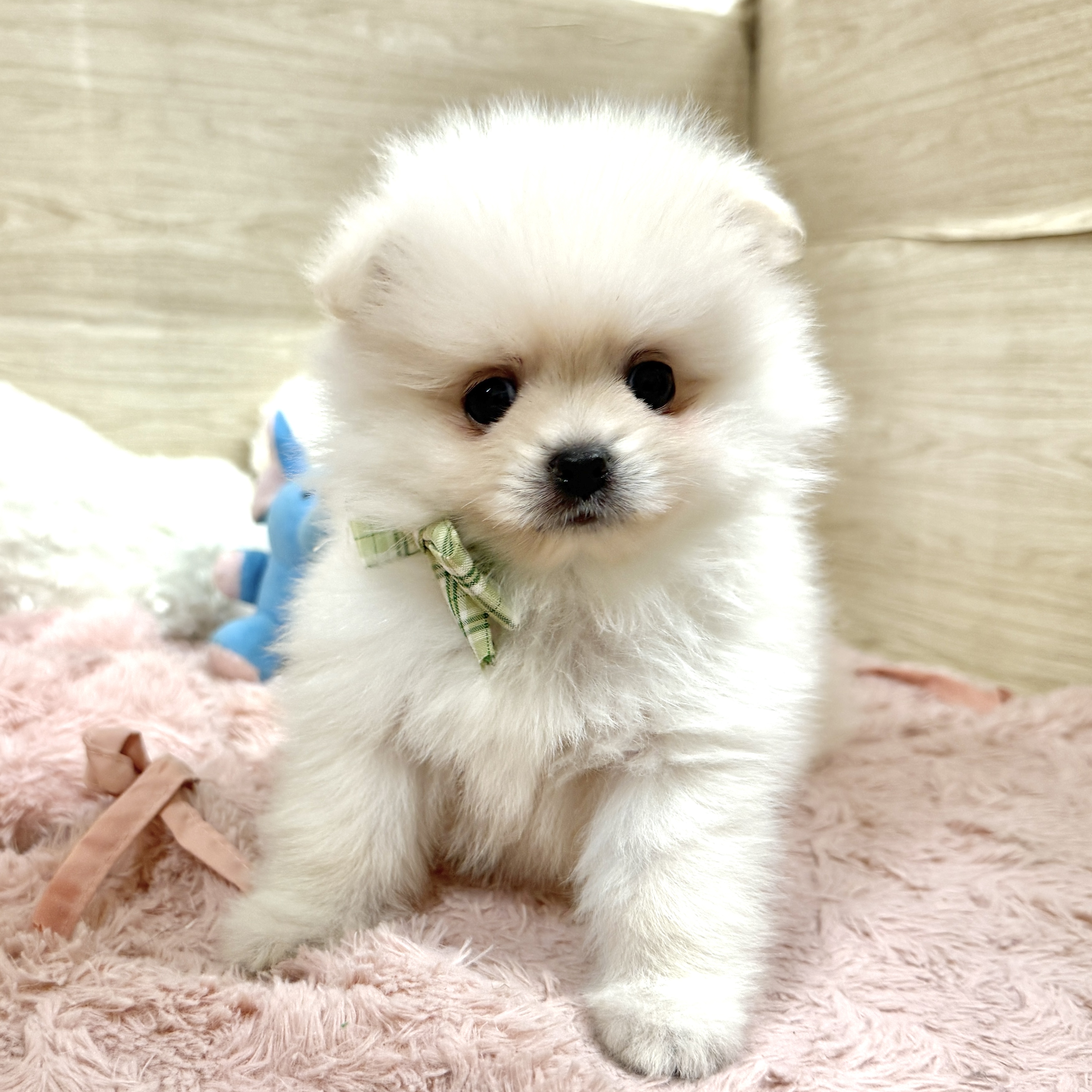 大阪府のポメラニアン (犬の家＆猫の里そよら東岸和田店/2026年8月2日生まれ/男の子/クリーム)の子犬の4枚目の画像