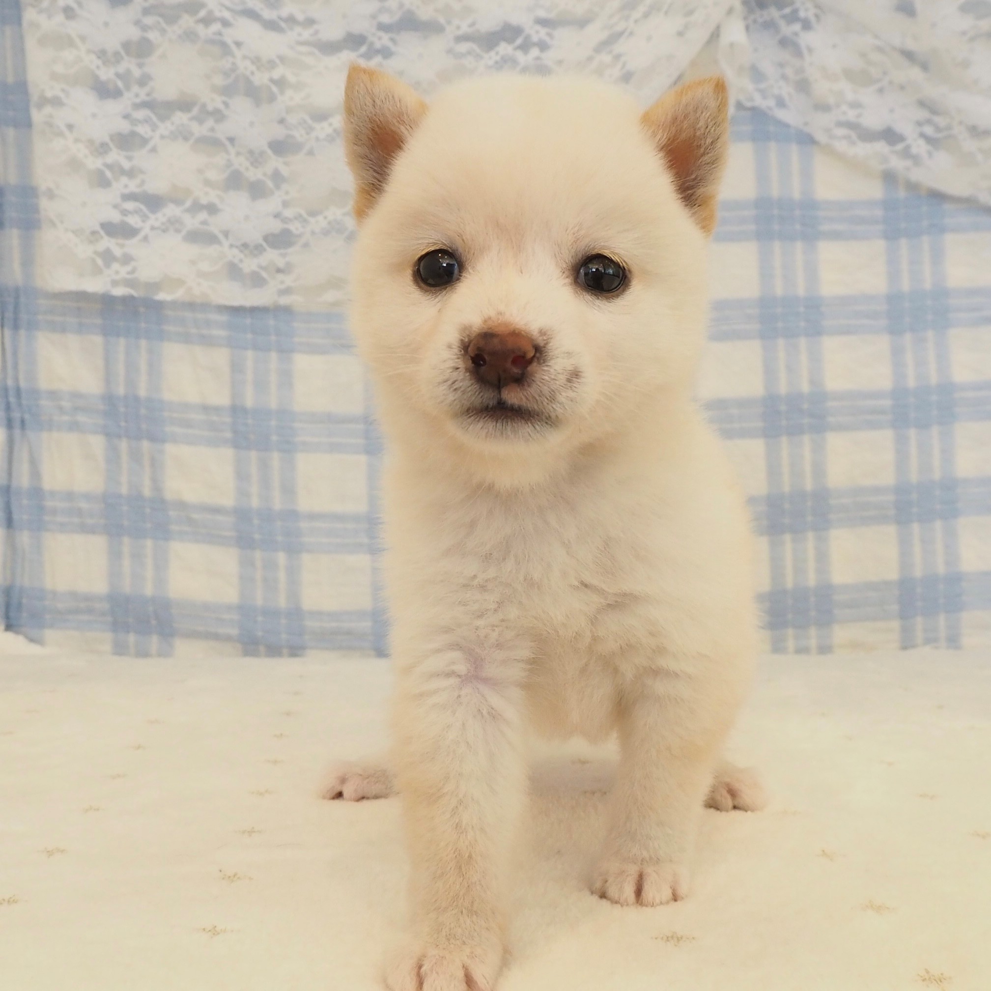 大阪府の豆柴 (犬の家＆猫の里もりのみやキューズモールBASE店/2026年8月2日生まれ/女の子/白)の子犬の4枚目の画像