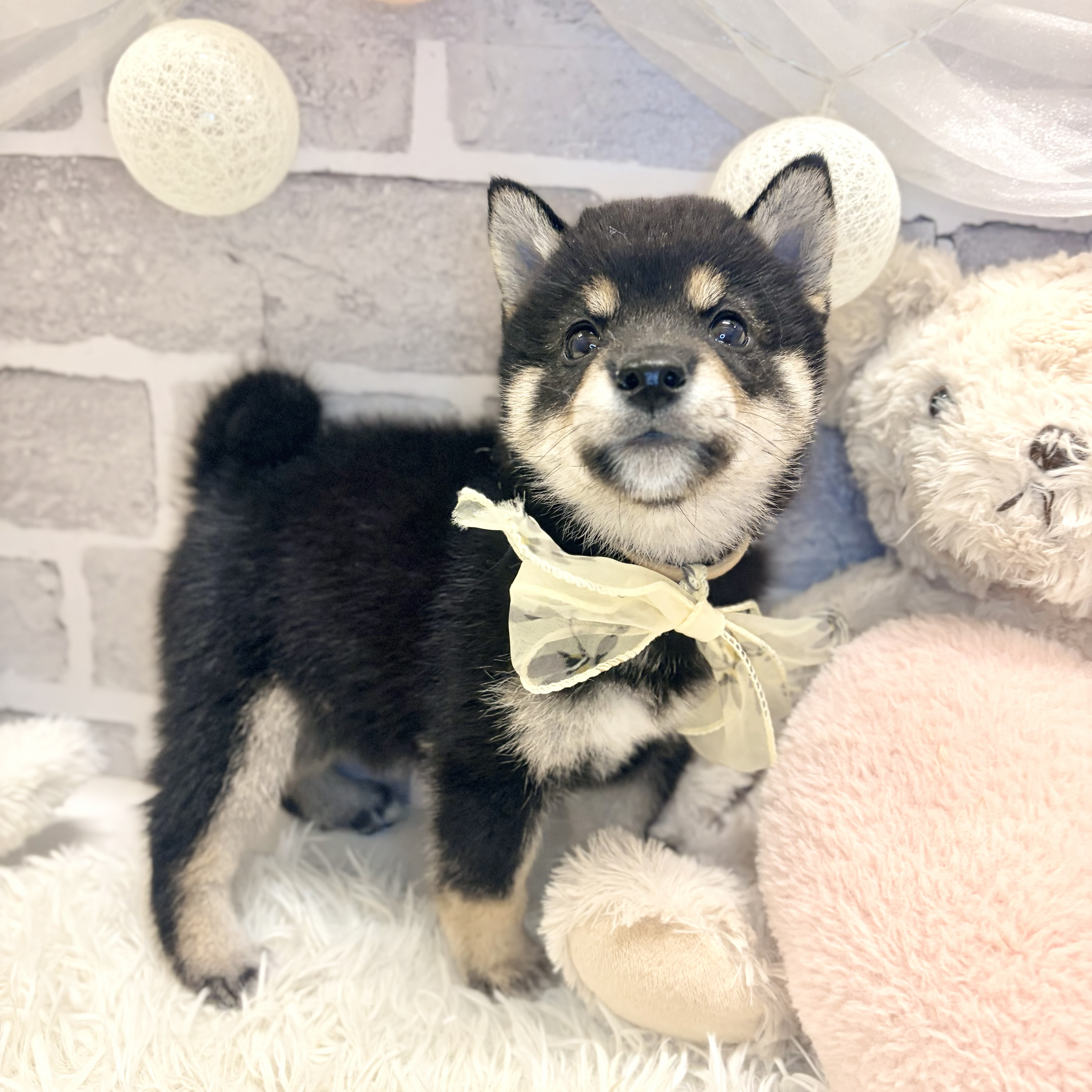 兵庫県の豆柴 (犬の家＆猫の里神戸店/2026年8月2日生まれ/男の子/黒)の子犬の4枚目の画像