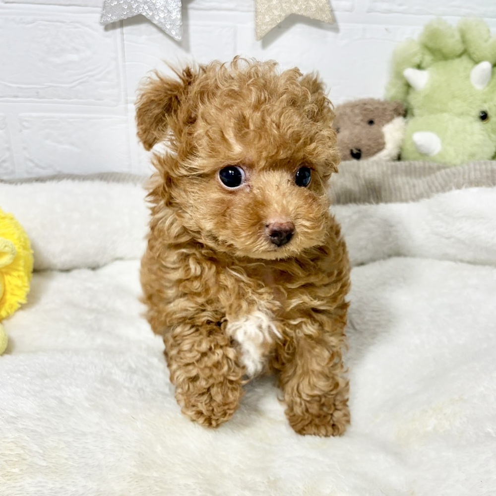 兵庫県のトイプードル(ティーカップ) (犬の家＆猫の里ニッケパークタウン加古川店/2026年7月31日生まれ/男の子/レッドフォーン)の子犬の4枚目の画像