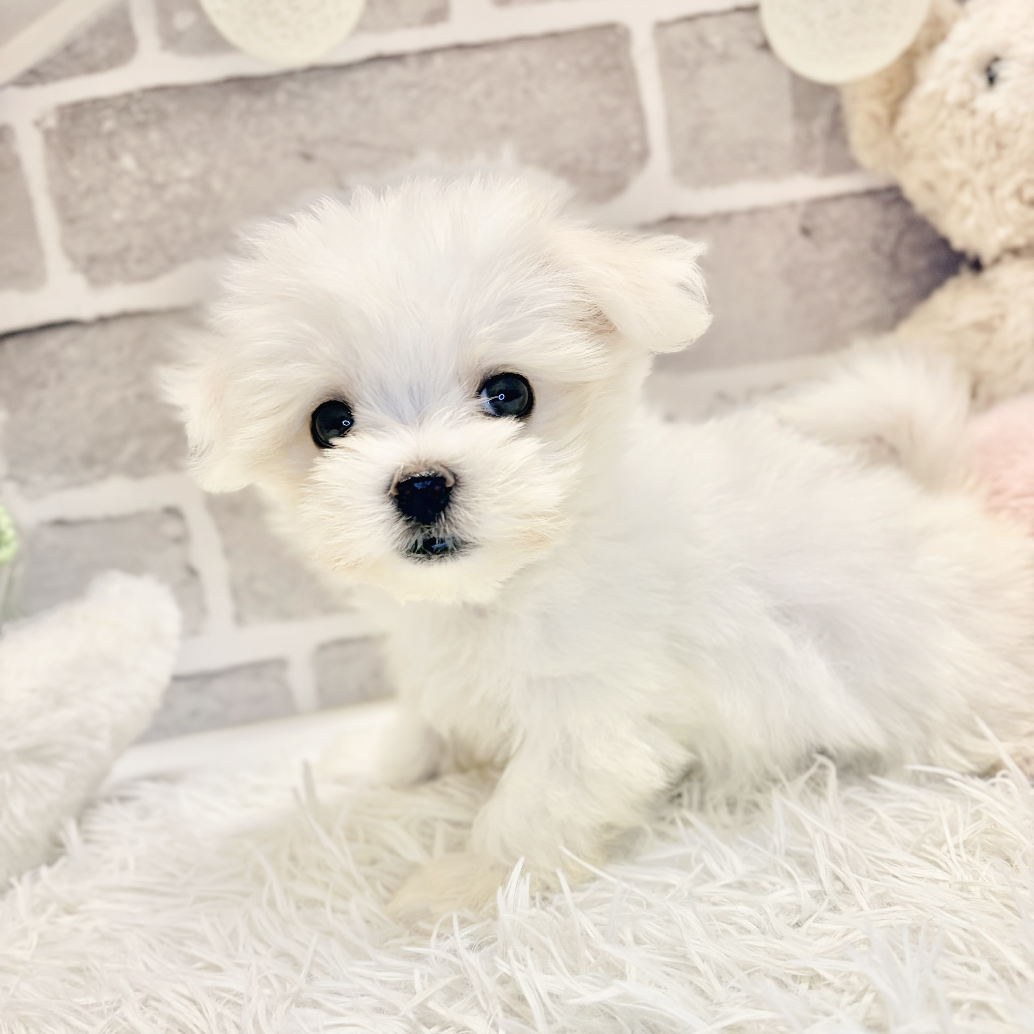 兵庫県のマルチーズ (犬の家＆猫の里神戸店/2026年7月31日生まれ/女の子/ホワイト)の子犬の4枚目の画像