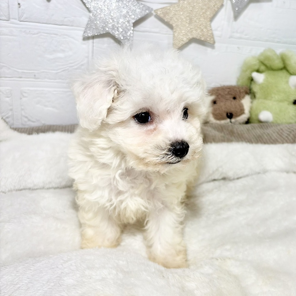 兵庫県のビションフリーゼ (犬の家＆猫の里ニッケパークタウン加古川店/2026年7月31日生まれ/女の子/ホワイト)の子犬の4枚目の画像