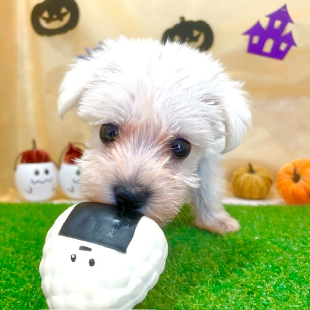 福岡県のハーフ犬・ミックス犬 (犬の家＆猫の里くりえいと宗像店/2026年7月26日生まれ/女の子/ホワイト)の子犬の4枚目の画像