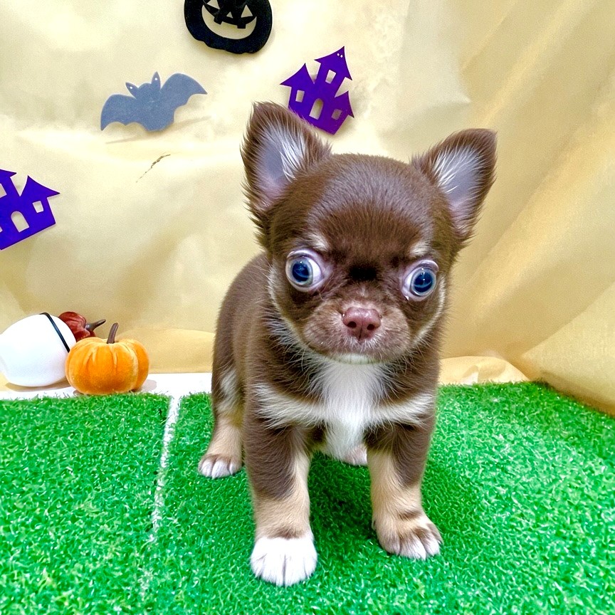 福岡県のチワワ(ロング) (犬の家＆猫の里くりえいと宗像店/2026年7月27日生まれ/男の子/チョコレートタン)の子犬の4枚目の画像