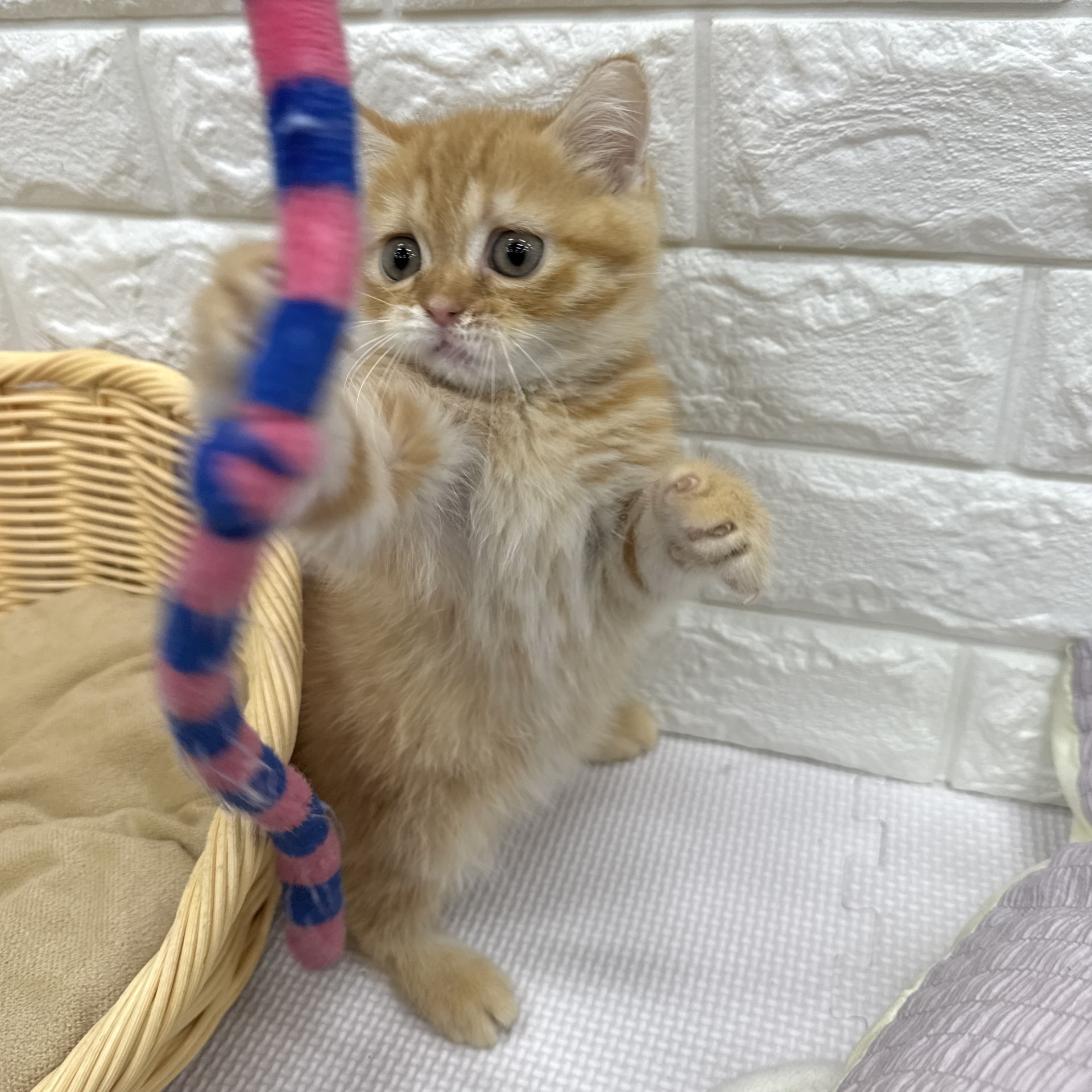 愛知県のスコティッシュフォールド (犬の家＆猫の里MEGAドン・キホーテ東海名和店/2026年7月28日生まれ/女の子/レッドタビーホワイト)の子猫の4枚目の画像