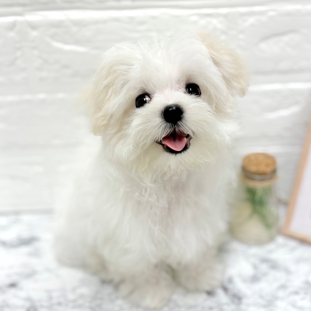 愛知県のマルチーズ (犬の家＆猫の里豊田店/2026年7月11日生まれ/男の子/ホワイト)の子犬の1枚目の画像