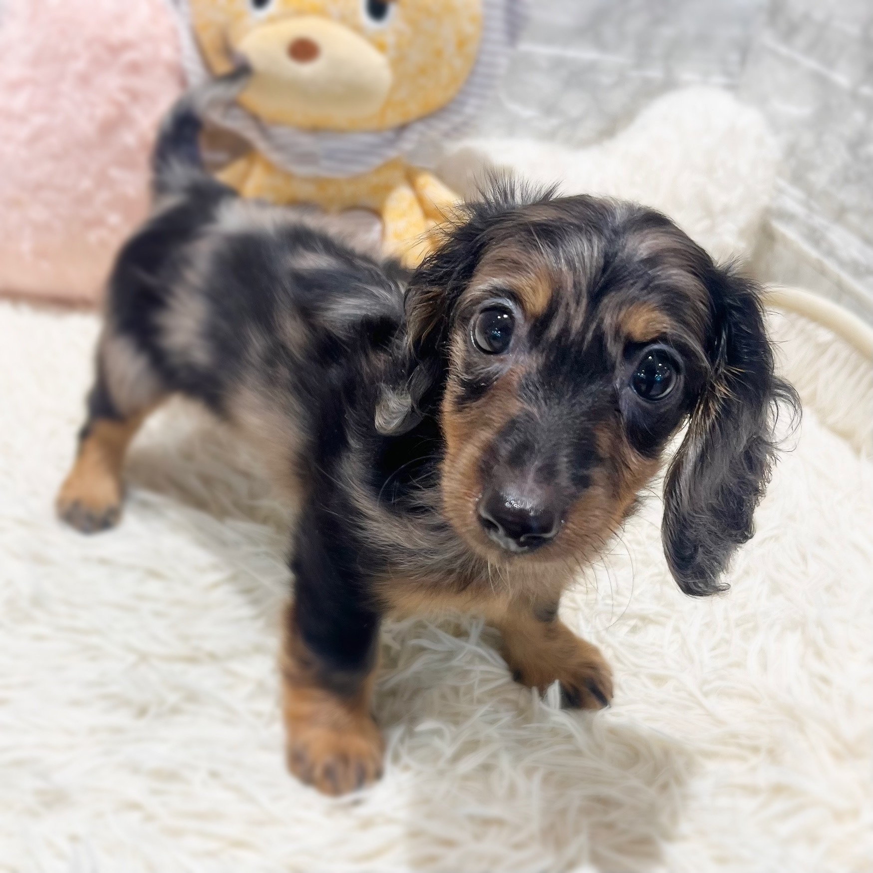 愛知県のミニチュアダックスフンド(ロング) (犬の家＆猫の里MiO香久山店/2026年7月23日生まれ/男の子/シルバーダップル)の子犬の4枚目の画像