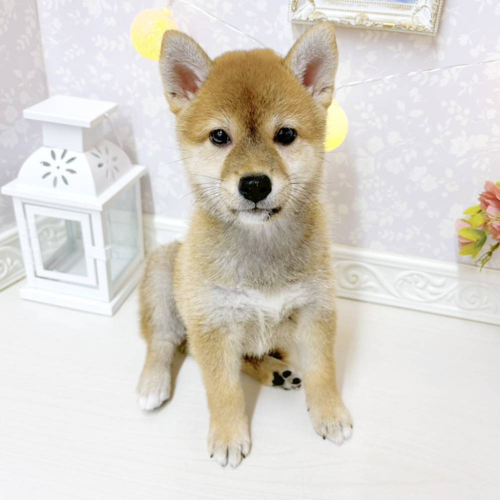 富山県の柴犬(標準サイズ) (犬の家＆猫の里アミーゴ山室店/2026年8月1日生まれ/女の子/赤)の子犬の4枚目の画像