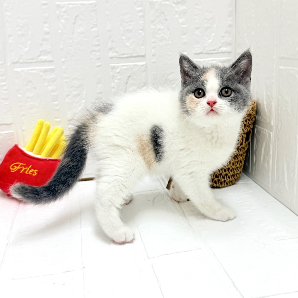 愛知県のブリティッシュショートヘアー (犬の家＆猫の里豊川インター店/2026年7月30日生まれ/女の子/ダイリュートキャリコ)の子猫の4枚目の画像