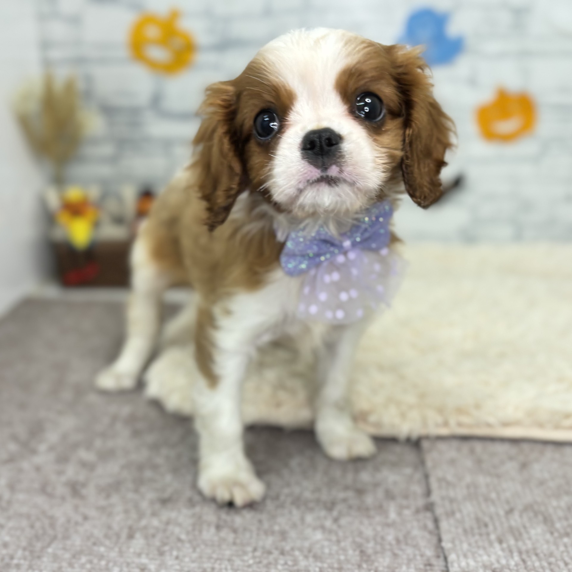 長野県のキャバリアキングチャールズスパニエル (犬の家＆猫の里長野店/2026年8月2日生まれ/女の子/ブレンハイム)の子犬の4枚目の画像