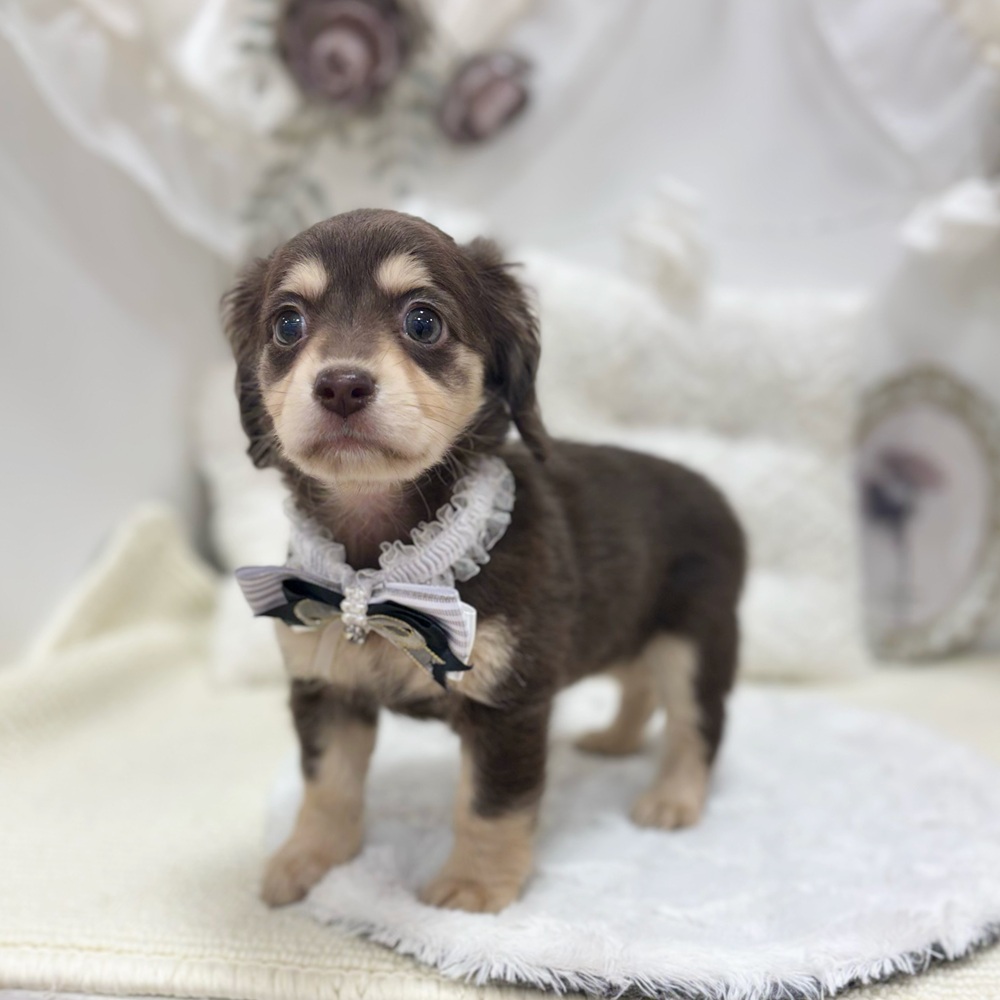 岐阜県のチワックス(チワワ×ダックス) (犬の家＆猫の里カラフルタウン岐阜店/2026年8月1日生まれ/女の子/チョコレートクリーム)の子犬の4枚目の画像