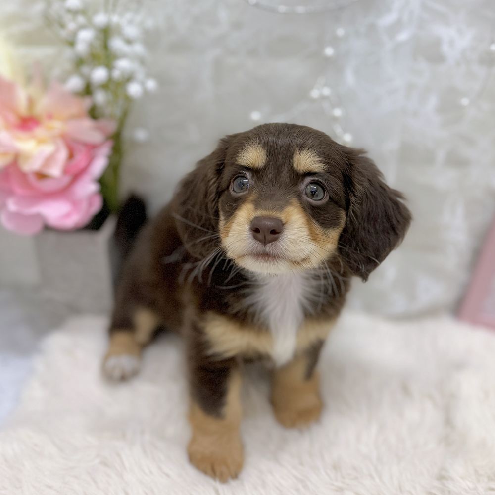 福井県のチワックス(チワワ×ダックス) (犬の家＆猫の里アミーゴ福井大和田店/2026年8月1日生まれ/女の子/チョコレート、イエロー＆ホワイト)の子犬の4枚目の画像