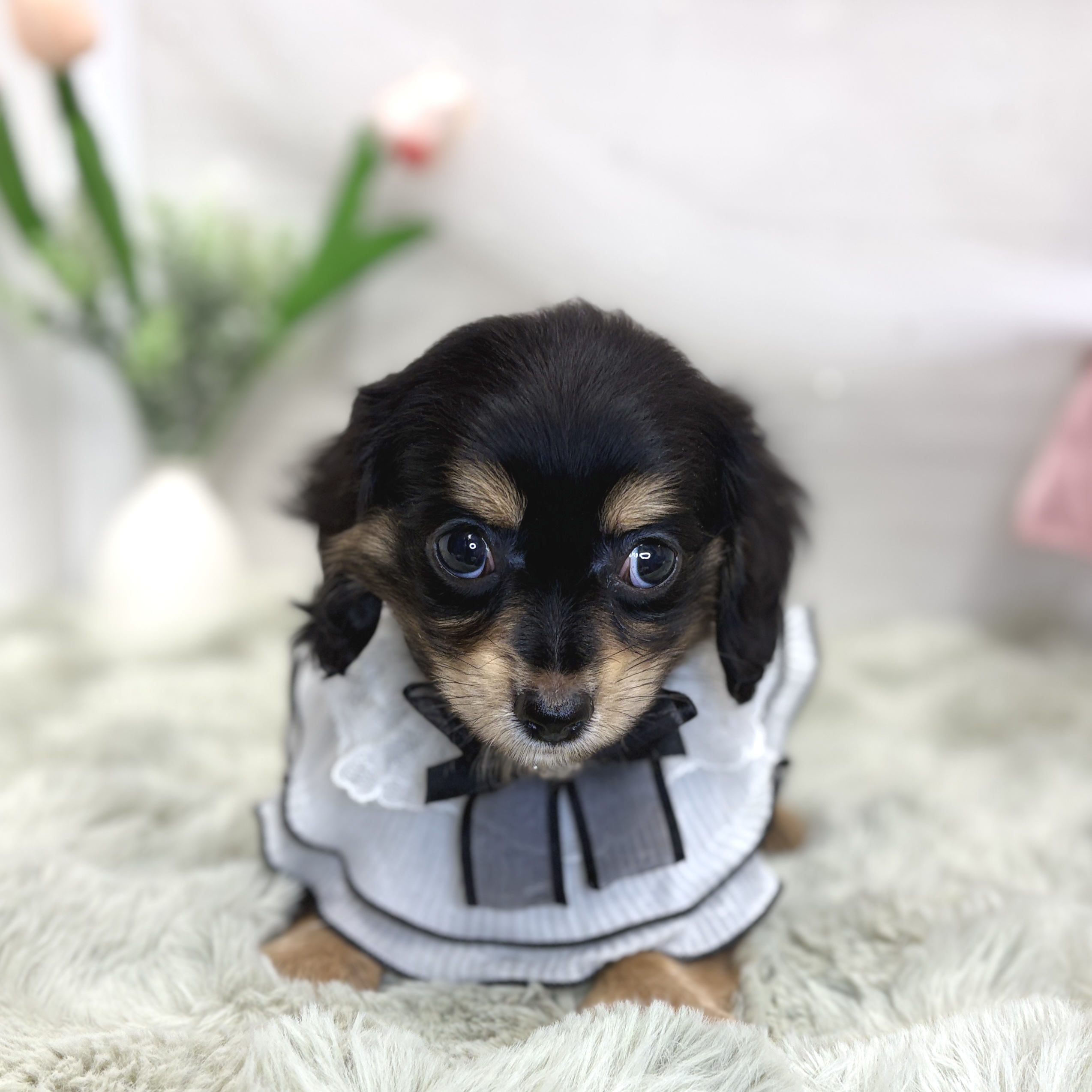神奈川県のチワックス(チワワ×ダックス) (犬の家＆猫の里相模原店/2026年8月1日生まれ/男の子/ブラッククリーム)の子犬の4枚目の画像