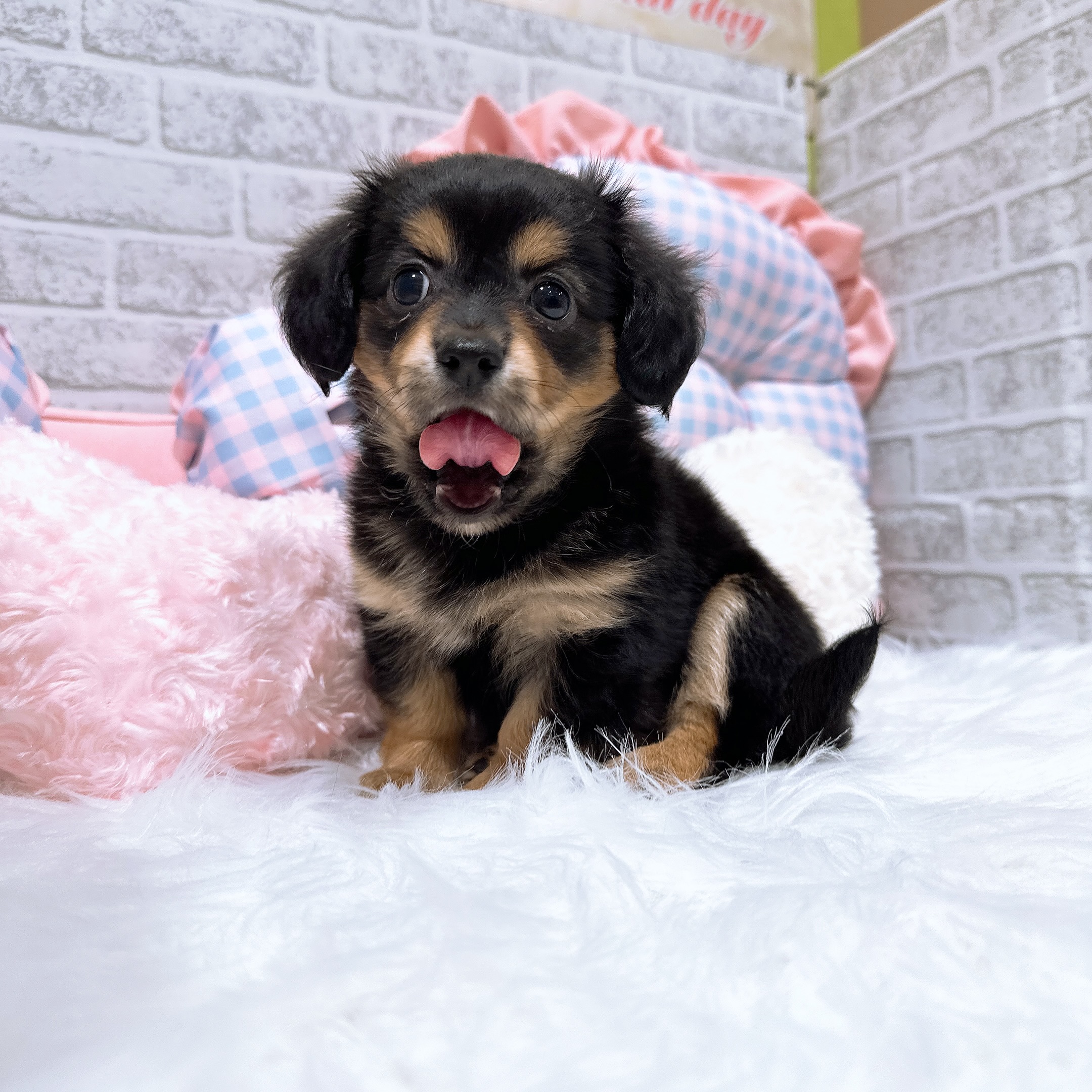 神奈川県のチワックス(チワワ×ダックス) (犬の家＆猫の里元住吉ブレーメン通り店/2026年8月1日生まれ/男の子/ブラックタン)の子犬の4枚目の画像