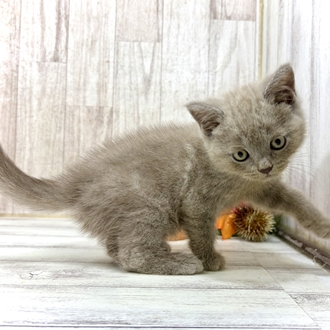 神奈川県のブリティッシュショートヘアー (犬の家＆猫の里小田原店/2026年8月3日生まれ/男の子/ライラック)の子猫の4枚目の画像