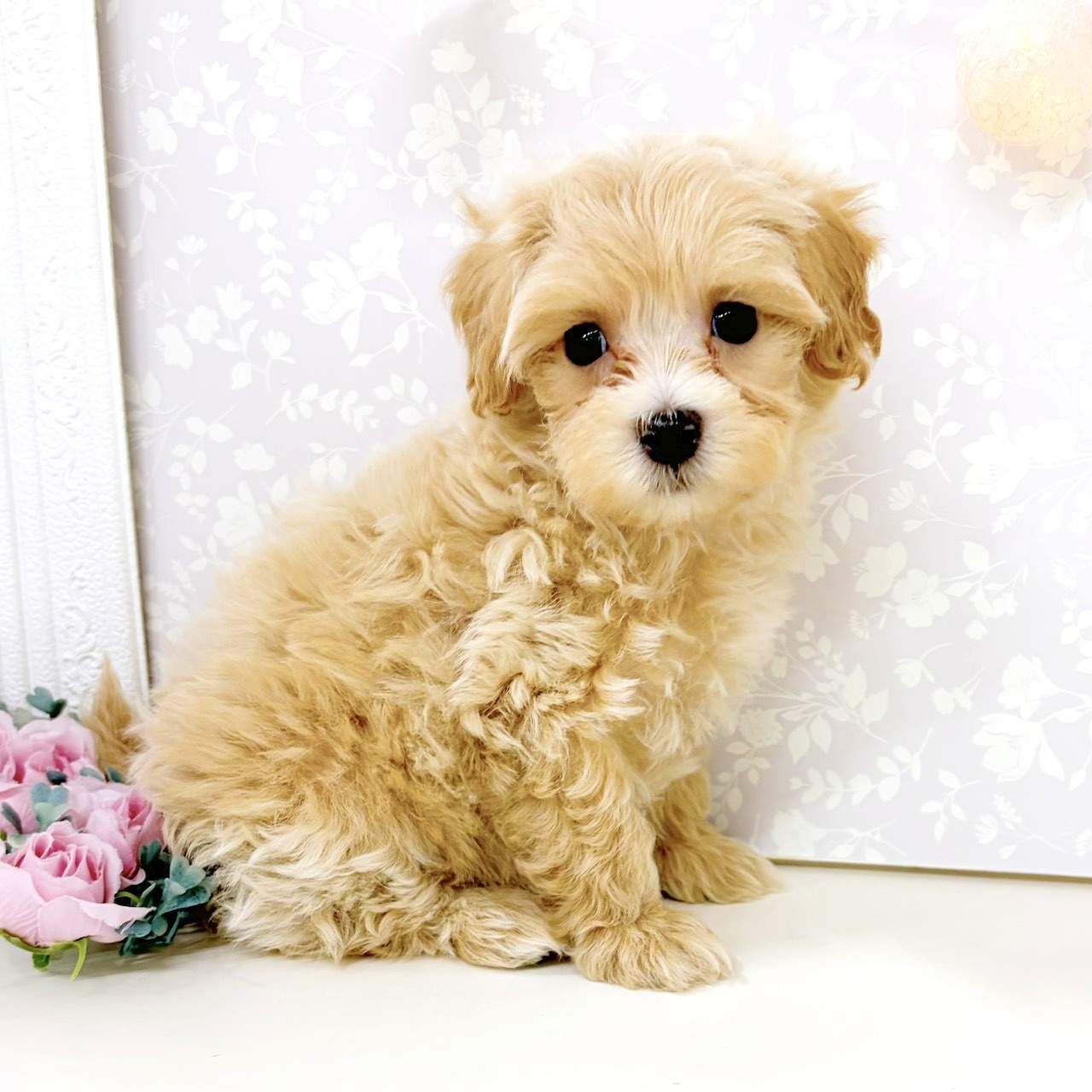 富山県のマルプー(マルチーズ×プードル) (犬の家＆猫の里アミーゴ高岡蓮花寺店/2026年8月4日生まれ/男の子/クリーム)の子犬の4枚目の画像
