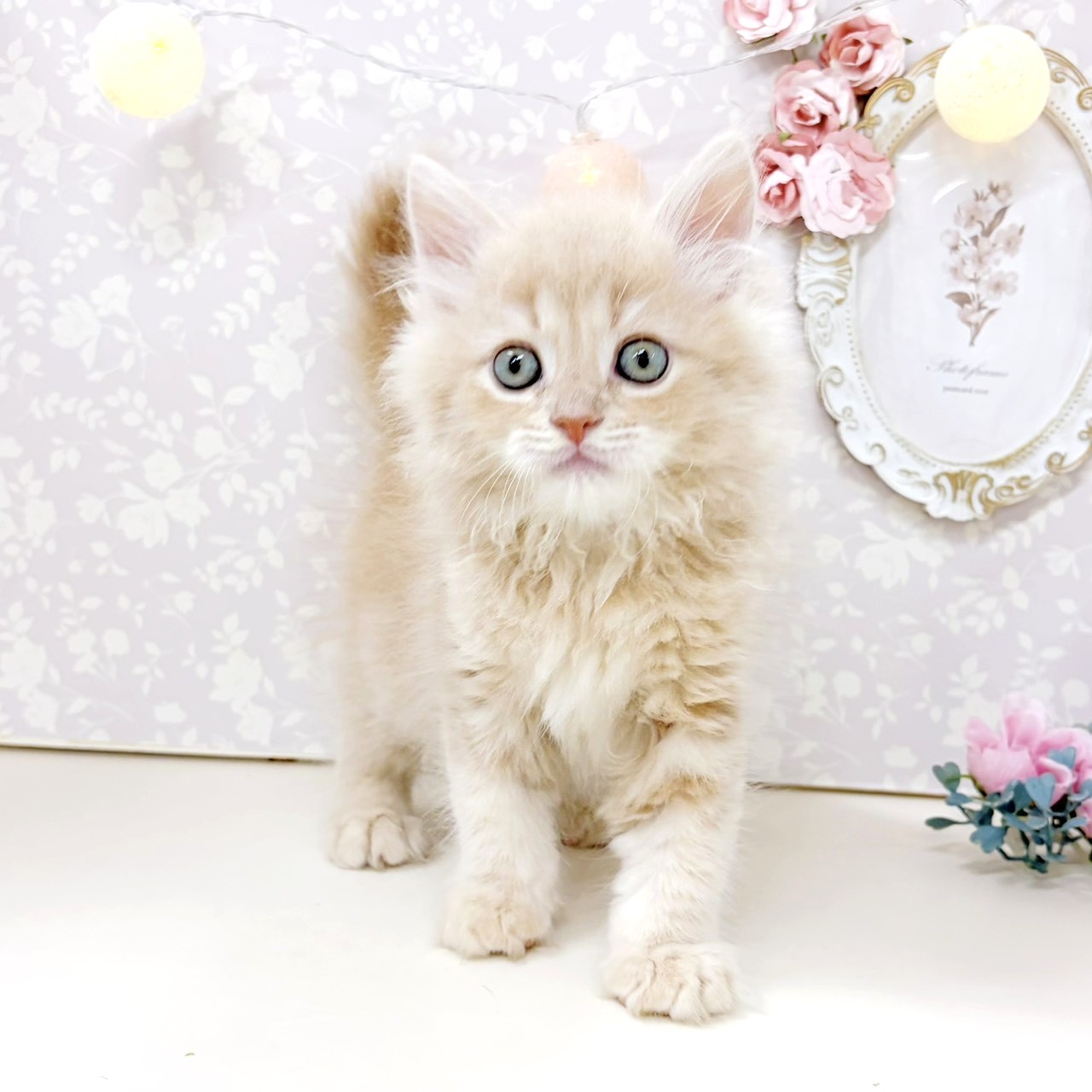 富山県のサイベリアン (犬の家＆猫の里アミーゴ高岡蓮花寺店/2026年8月2日生まれ/男の子/クリームタビー)の子猫の4枚目の画像
