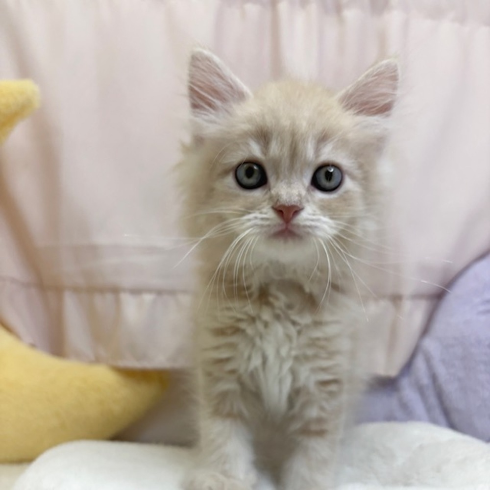 静岡県のサイベリアン (犬の家＆猫の里マークイズ静岡店/2026年8月2日生まれ/男の子/クリームタビー)の子猫の4枚目の画像