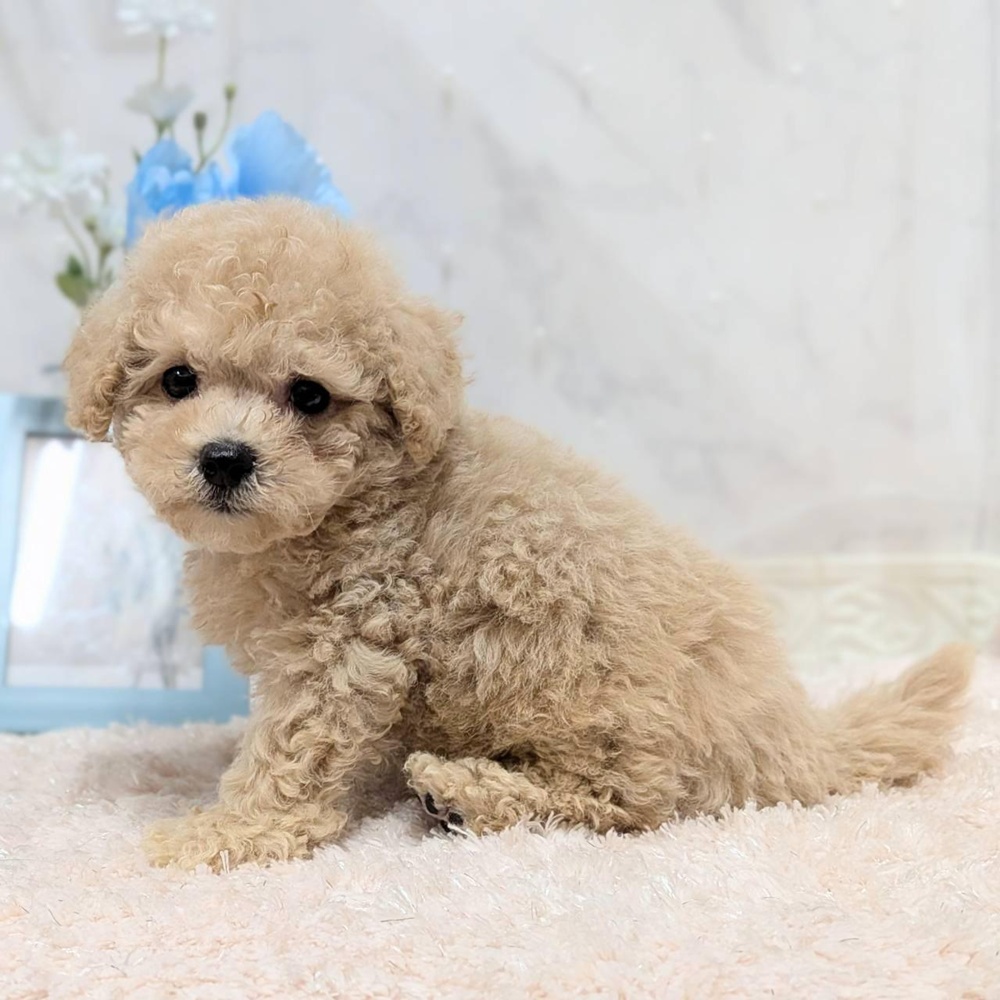 福井県のビションプー(ビションフリーゼ×プードル) (犬の家＆猫の里福井店/2026年8月4日生まれ/男の子/アプリコット)の子犬の4枚目の画像
