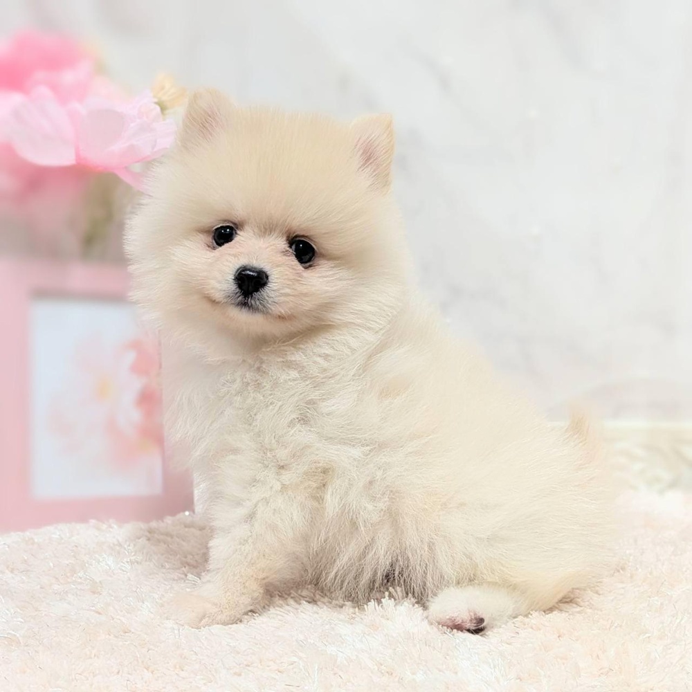 福井県のポメラニアン (犬の家＆猫の里福井店/2026年8月2日生まれ/女の子/クリーム)の子犬の4枚目の画像