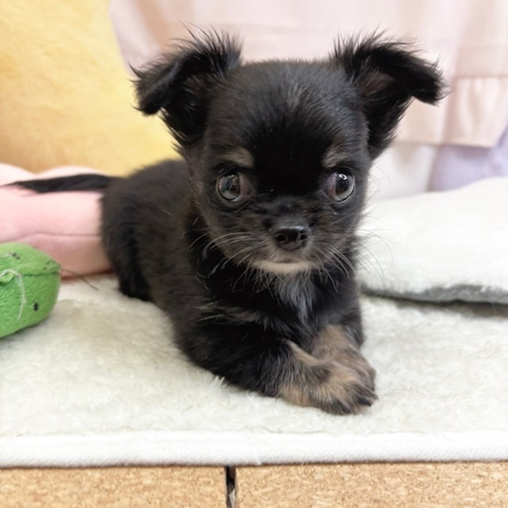 静岡県のチワワ(ロング) (犬の家＆猫の里マークイズ静岡店/2026年8月2日生まれ/男の子/ブラックタン)の子犬の4枚目の画像