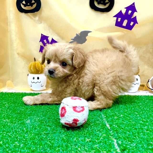 福岡県のチワプー/プーチー(チワワ×プードル) (犬の家＆猫の里くりえいと宗像店/2026年8月3日生まれ/女の子/アプリコット)の子犬の4枚目の画像