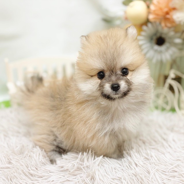 静岡県のポメラニアン (犬の家＆猫の里藤枝店/2026年8月3日生まれ/男の子/オレンジ)の子犬の4枚目の画像