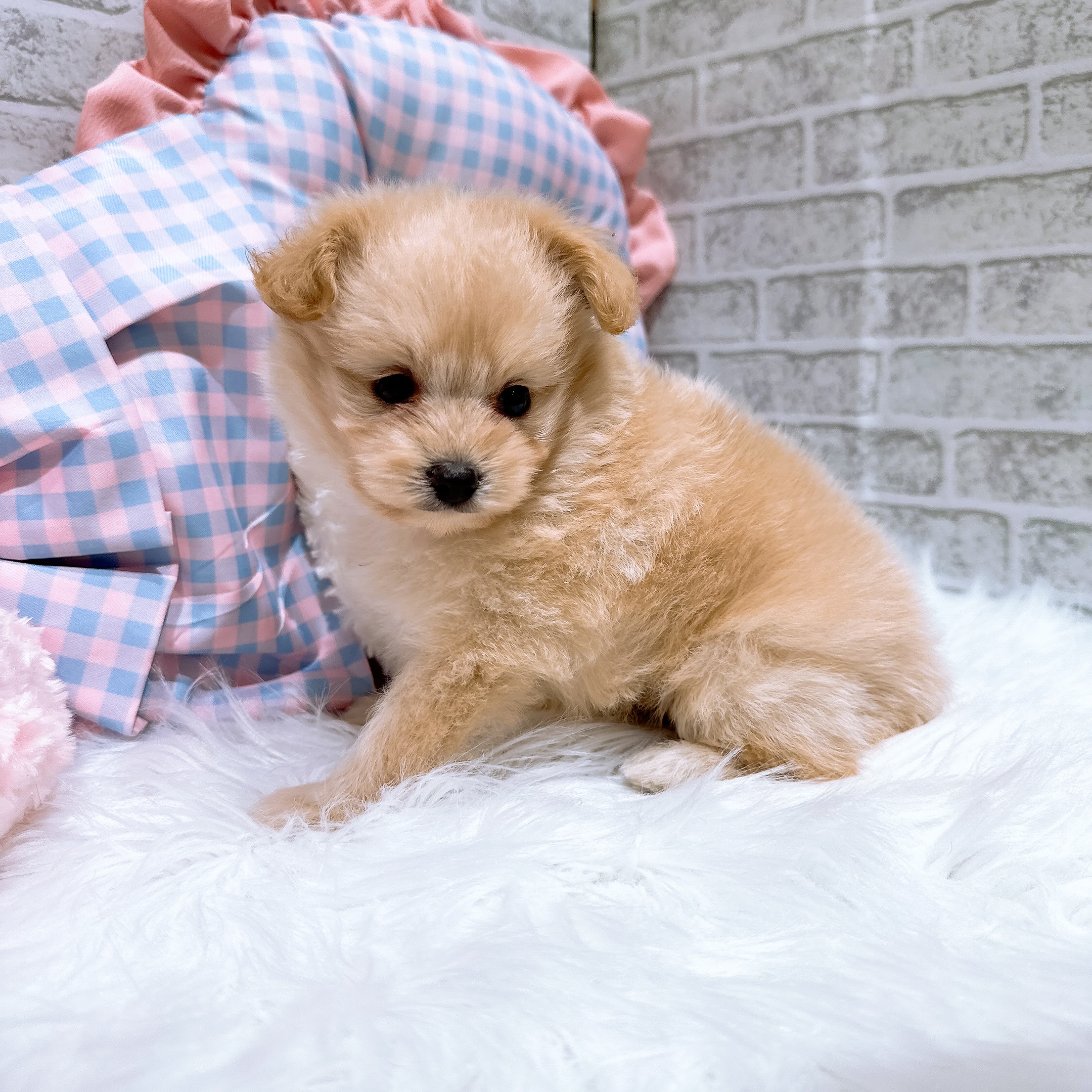 神奈川県のポメプー(ポメラニアン×プードル) (犬の家＆猫の里元住吉ブレーメン通り店/2026年8月3日生まれ/女の子/アプリコット)の子犬の4枚目の画像