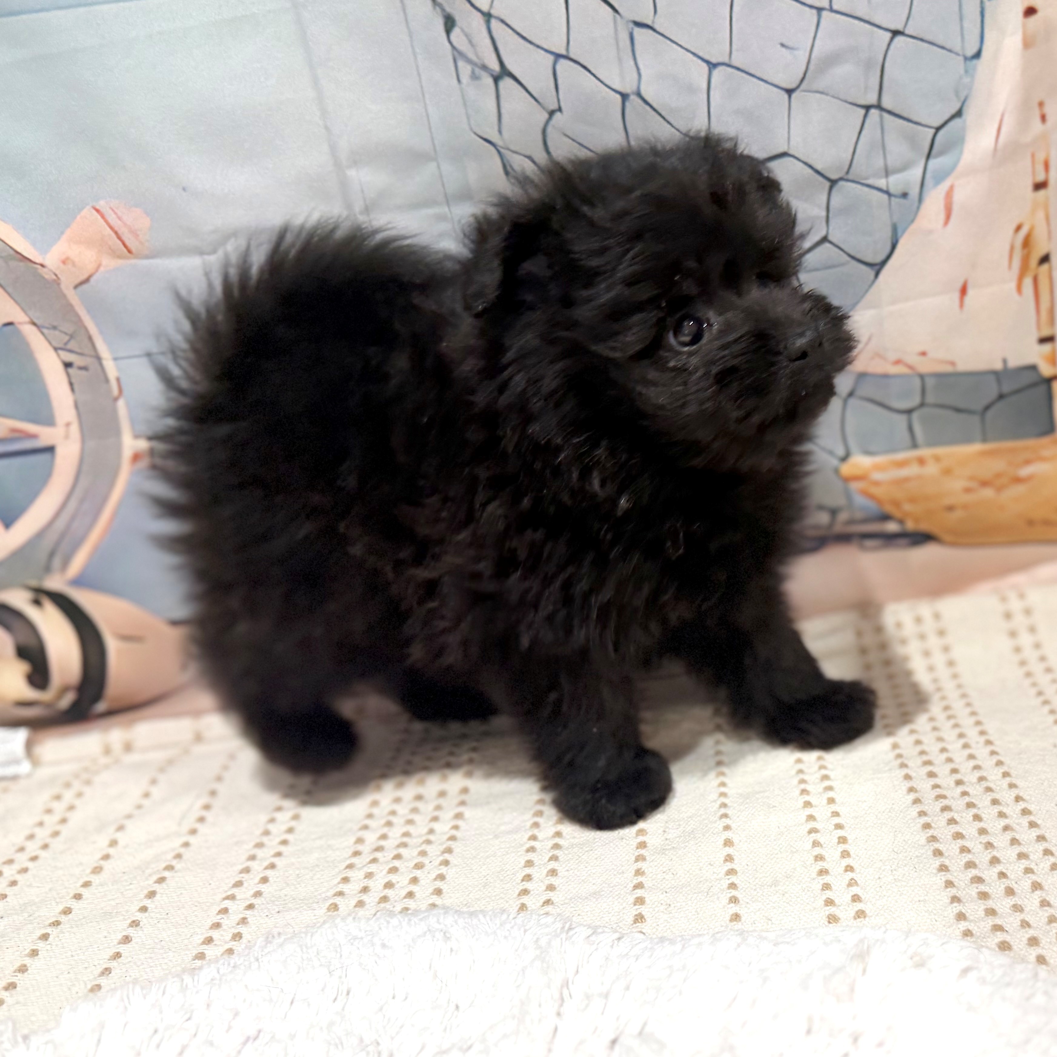 福岡県のポメプー(ポメラニアン×プードル) (犬の家＆猫の里トリアス久山店/2026年8月1日生まれ/男の子/ブラック)の子犬の4枚目の画像