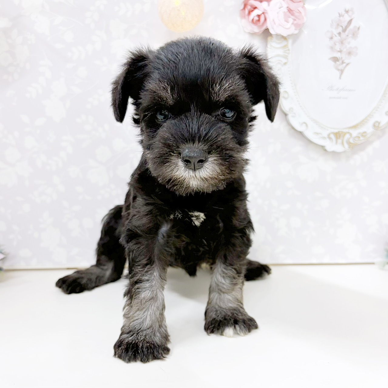 富山県のミニチュアシュナウザー (犬の家＆猫の里アミーゴ高岡蓮花寺店/2026年8月1日生まれ/女の子/ブラックシルバー)の子犬の4枚目の画像