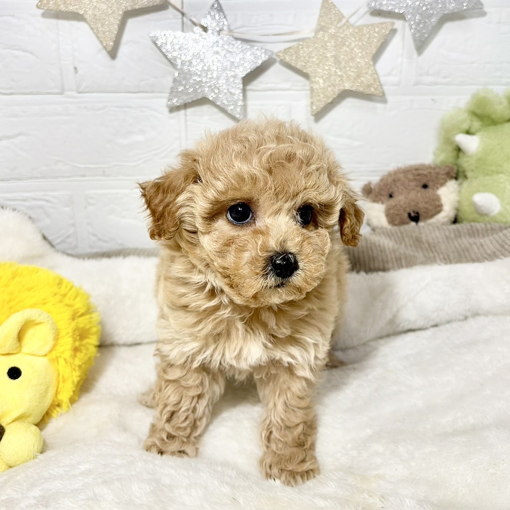 兵庫県のビションプー(ビションフリーゼ×プードル) (犬の家＆猫の里ニッケパークタウン加古川店/2026年8月3日生まれ/女の子/アプリコット)の子犬の4枚目の画像